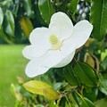 Still Magnolia 